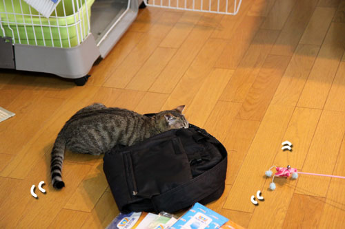 もうひとつの良い知らせ_d0355333_19084266.jpg