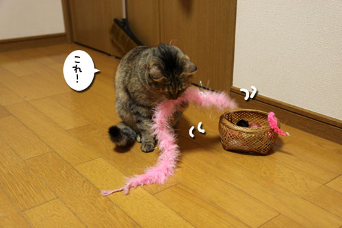 うれしい変化_d0355333_19084488.jpg