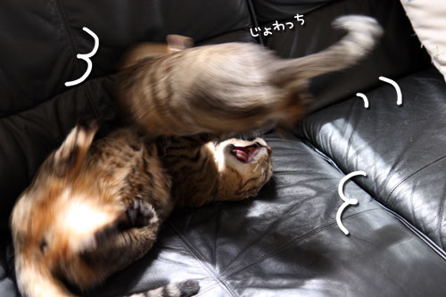 わかばちゃんの卒業_d0355333_19084978.jpg