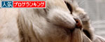もふ毛に誘われて_d0355333_19091120.jpg