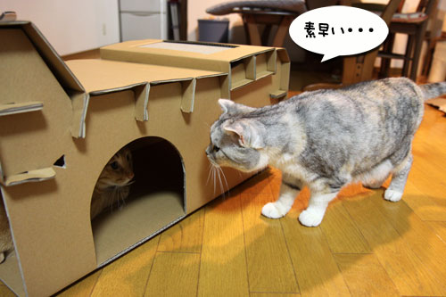 キャットベースを使ってみた!_d0355333_19091804.jpg