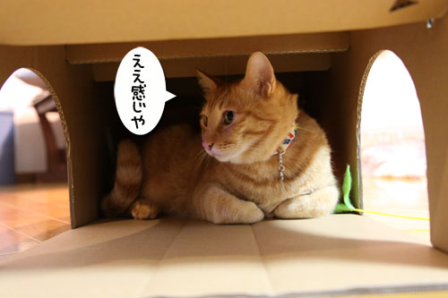 キャットベースを使ってみた!_d0355333_19091875.jpg