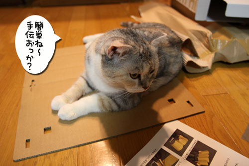 キャットベースを使ってみた!_d0355333_19091878.jpg