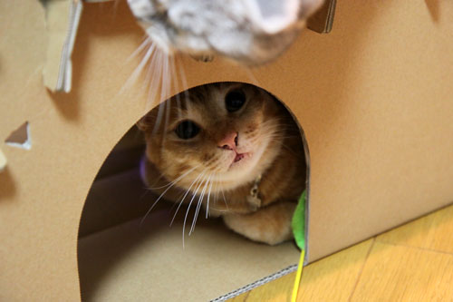 キャットベースを使ってみた!_d0355333_19091920.jpg