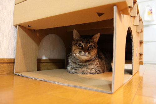 キャットベースを使ってみた!_d0355333_19091955.jpg