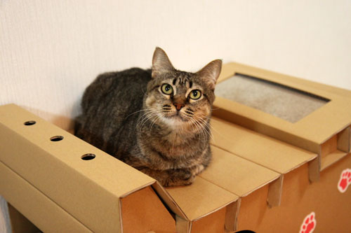 キャットベースを使ってみた!_d0355333_19091976.jpg