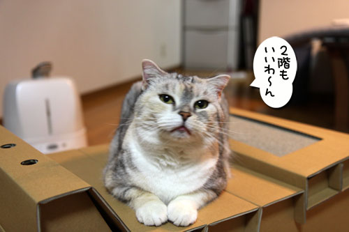 キャットベースを使ってみた!_d0355333_19091987.jpg