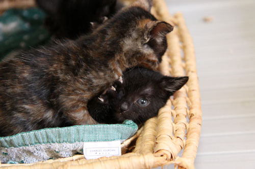 猫をかぶる、仔猫。_d0355333_19092087.jpg
