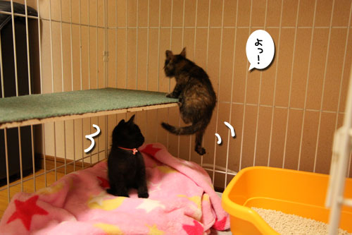毛色考・さび猫の場合_d0355333_19093790.jpg