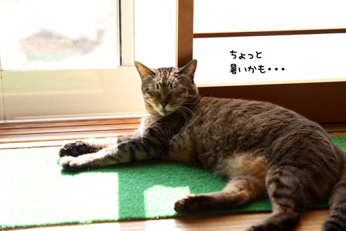 毛色考・さび猫の場合_d0355333_19093860.jpg