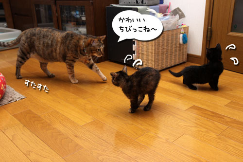 リビングデビューは、ほろ苦く。_d0355333_19094301.jpg