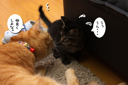 ちゃとらん流ちびっこ歓迎方法_d0355333_19094605.jpg