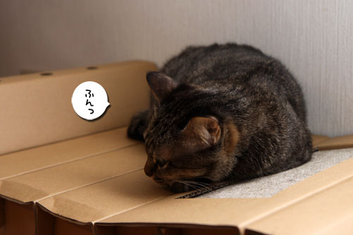 ここから50%に。_d0355333_19094741.jpg