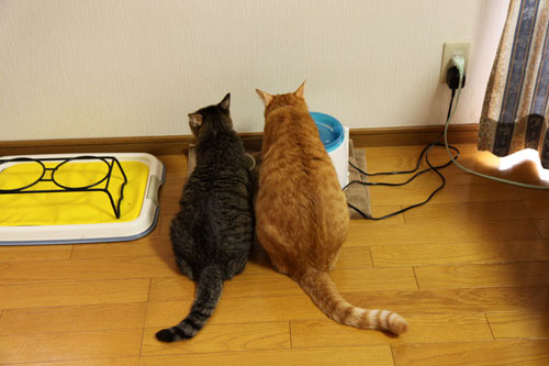 普通の日々_d0355333_19100428.jpg