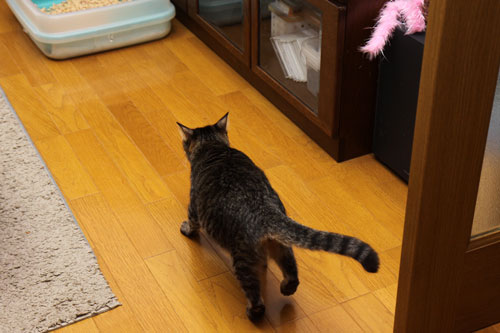 普通の日々_d0355333_19100561.jpg