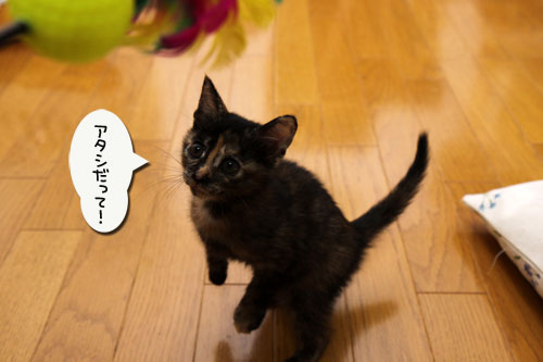 おもちゃにドキドキ_d0355333_19100747.jpg