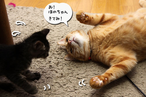 もふもふ地帯に突入せよ!_d0355333_19101181.jpg