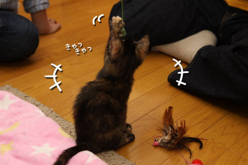 特盛り定員オーバーでぎゅうぎゅう_d0355333_19102101.jpg