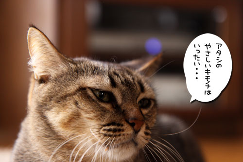 やさしさが伝わるとき?_d0355333_19102675.jpg