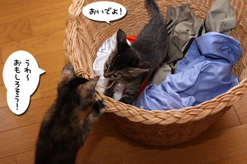 お洗濯応援隊結成!_d0355333_19103664.jpg