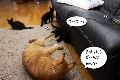 もふもふ地帯警戒中!_d0355333_19103801.jpg