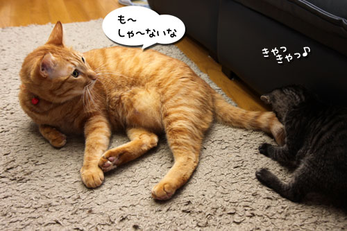 もふもふ地帯警戒中!_d0355333_19103821.jpg
