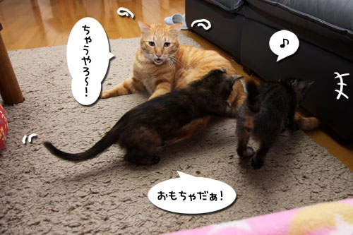 もふもふ地帯警戒中!_d0355333_19103858.jpg