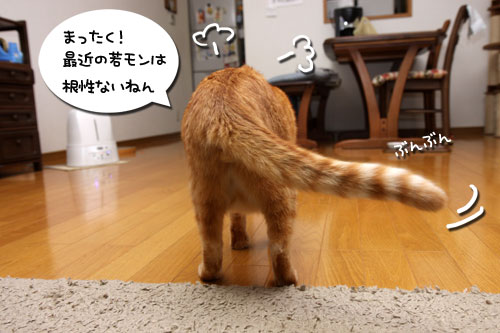 もふもふ地帯警戒中!_d0355333_19103935.jpg