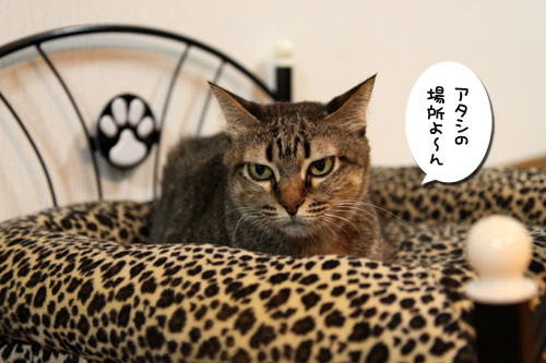 猫ソファをめぐるアホなあらそい_d0355333_19103939.jpg