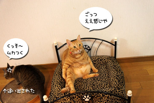 猫ソファをめぐるアホなあらそい_d0355333_19104004.jpg