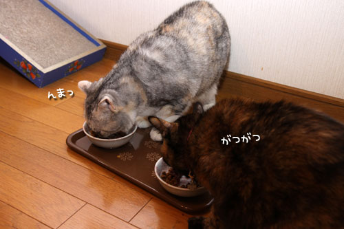 グリーンフィッシュのお味は?_d0355333_19104629.jpg