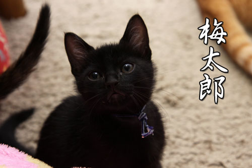 新しい名前に祝福を!_d0355333_19105037.jpg