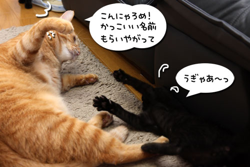 新しい名前に祝福を!_d0355333_19105158.jpg
