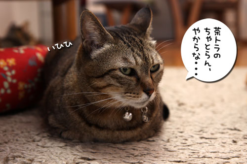 新しい名前に祝福を!_d0355333_19105164.jpg