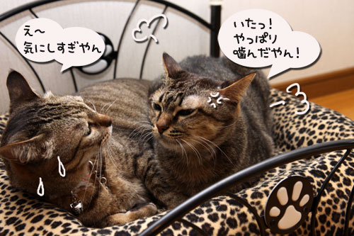 猫ソファでの出来事。_d0355333_19105411.jpg