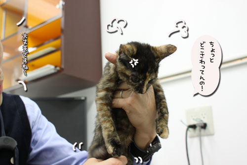 ワクチンなんて怖くない?_d0355333_19105965.jpg