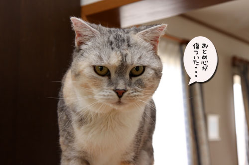 お薬がオヤツになる時_d0355333_19110299.jpg