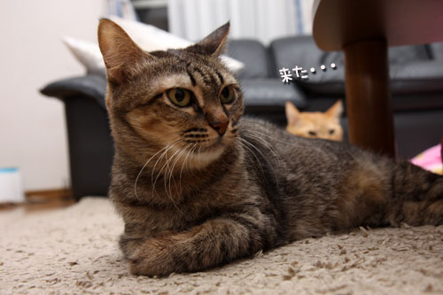 何かが来る!_d0355333_19111337.jpg