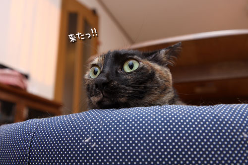 何かが来る!_d0355333_19111414.jpg
