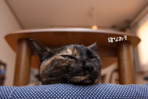 何かが来る!_d0355333_19111586.jpg