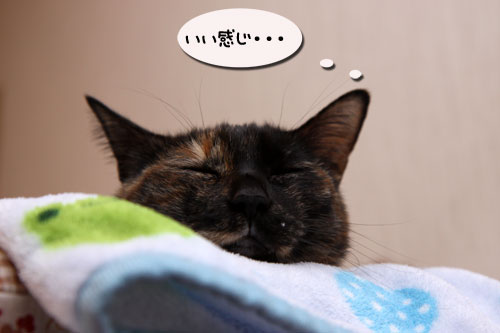 新しい人気スポット_d0355333_19112267.jpg