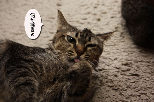 ふたりの夢?_d0355333_19112278.jpg
