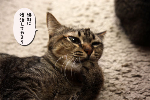 ふたりの夢?_d0355333_19112361.jpg
