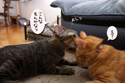 50ゴールドで何する?_d0355333_19113041.jpg