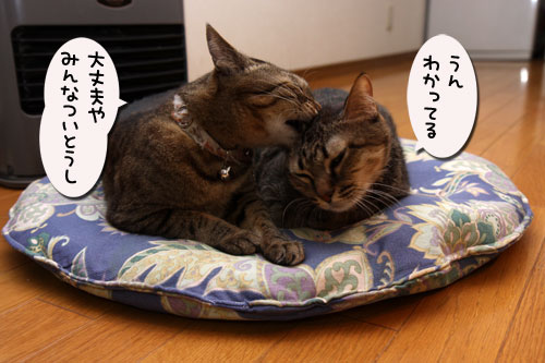 大丈夫、は魔法の言葉。_d0355333_19113218.jpg