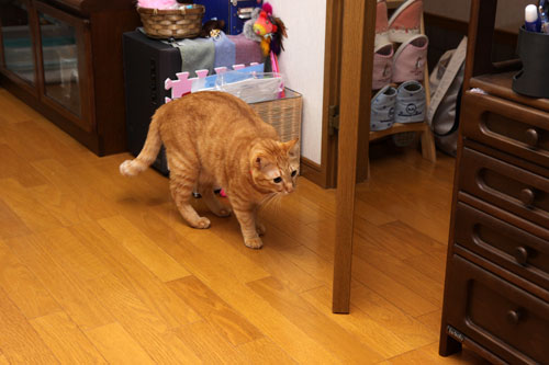 扉ごしの攻防!_d0355333_19113533.jpg