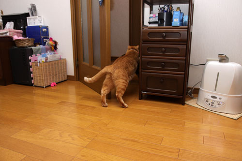 扉ごしの攻防!_d0355333_19113534.jpg