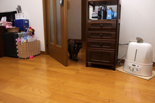 扉ごしの攻防!_d0355333_19113544.jpg