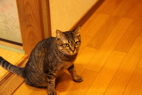 扉ごしの攻防!_d0355333_19113636.jpg