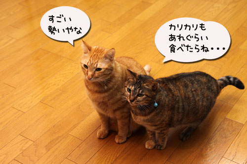 冷たい雨の日は心配だけど_d0355333_19113668.jpg